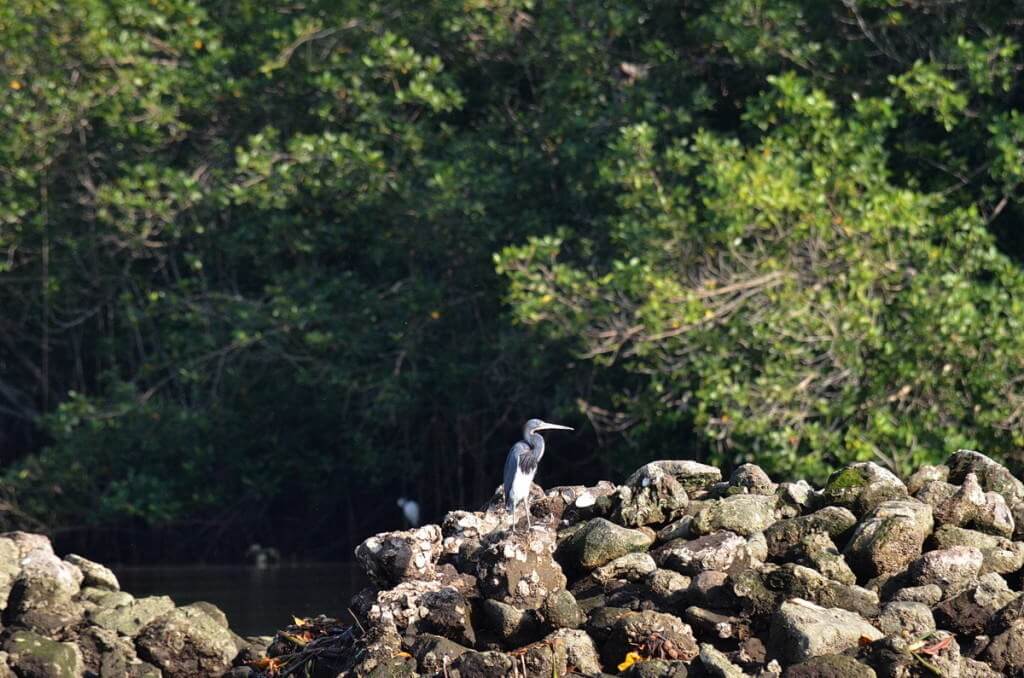 tri-colored heron, mangrove swamp, san blas, mexico, pic 8