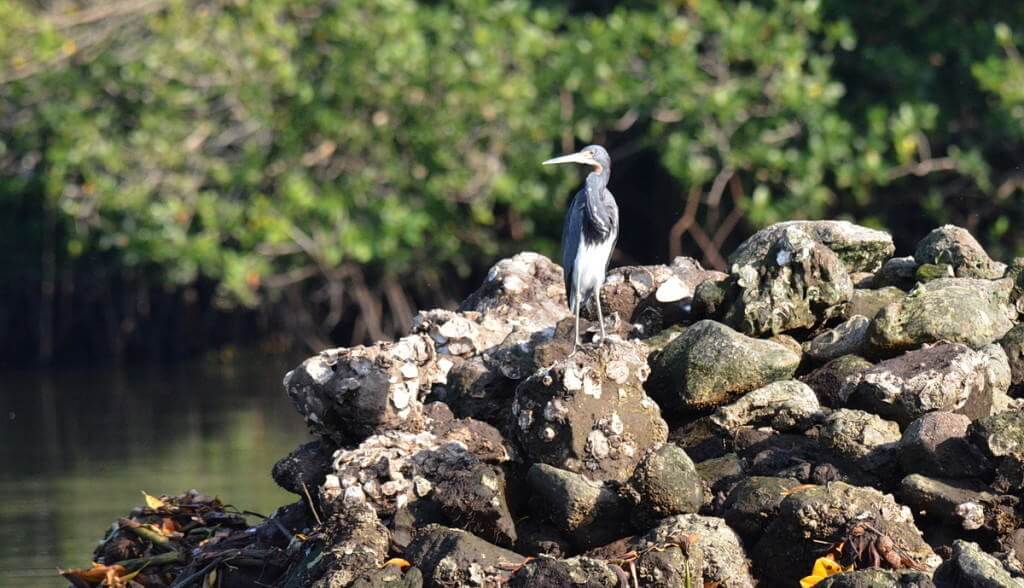 tri-colored heron, mangrove swamp, san blas, mexico, pic 9