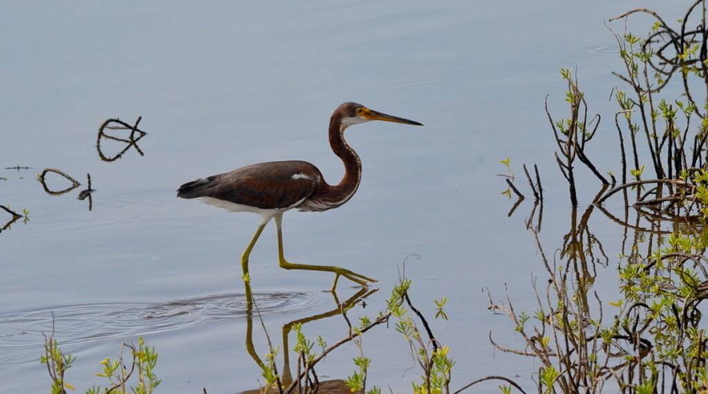 tri-colored heron, shrimp ponds, san blas, mexico, pic 2