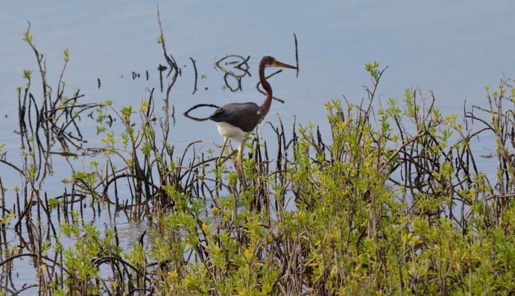tri-colored heron, shrimp ponds, san blas, mexico, pic 3