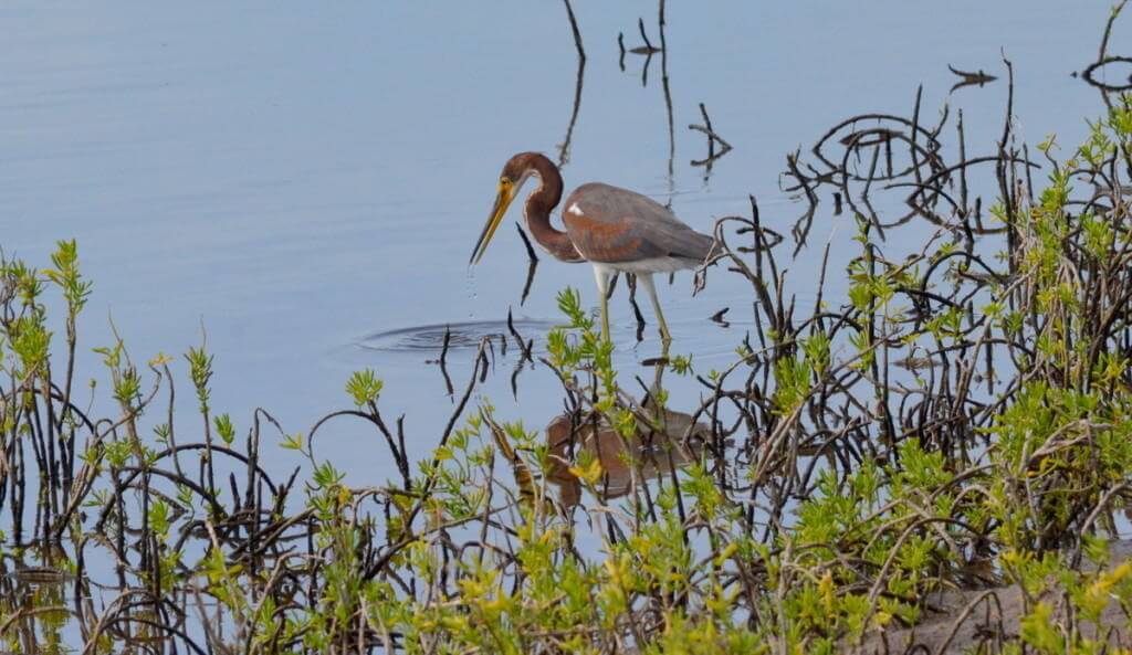 tri-colored heron, shrimp ponds, san blas, mexico, pic 4
