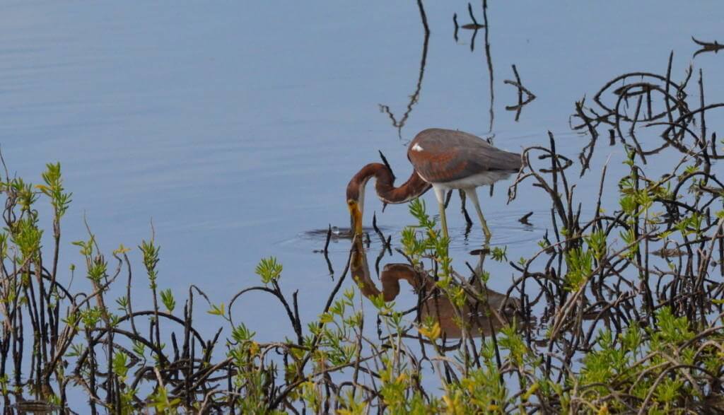 tri-colored heron, shrimp ponds, san blas, mexico, pic 6