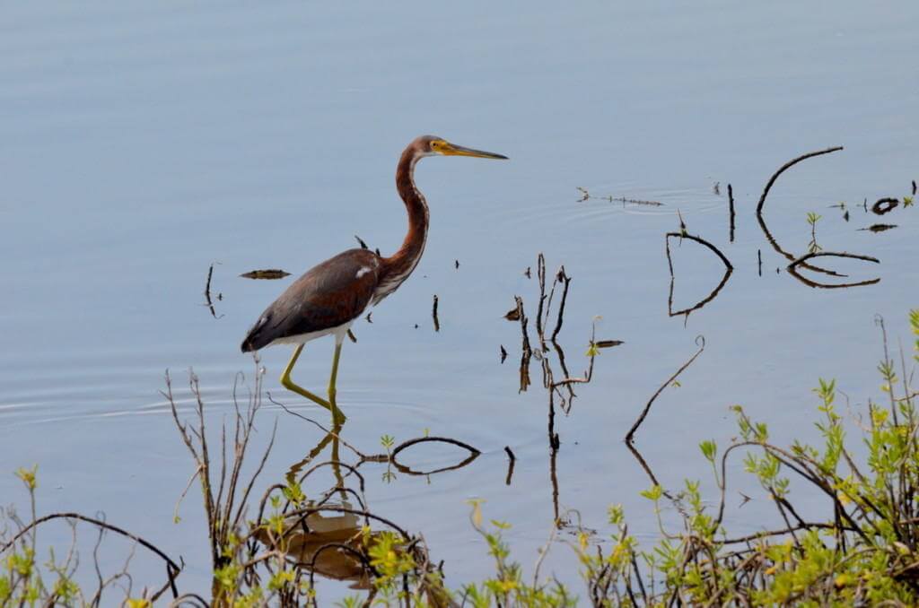 tri-colored heron, shrimp ponds, san blas, mexico, pic1