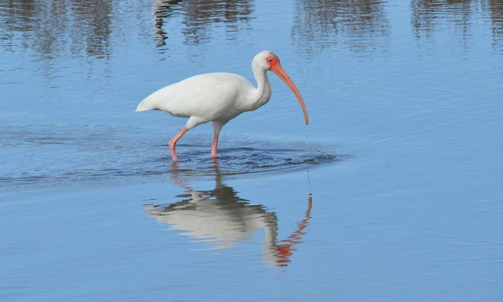 white ibis at shrimp ponds, san blas, mexico, pic 2