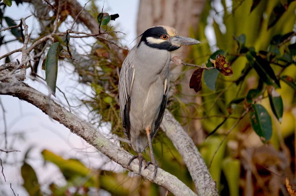 Yellow-crowned Night Heron, mangrove swamp, san blas, nayarit, mexico, pic 20