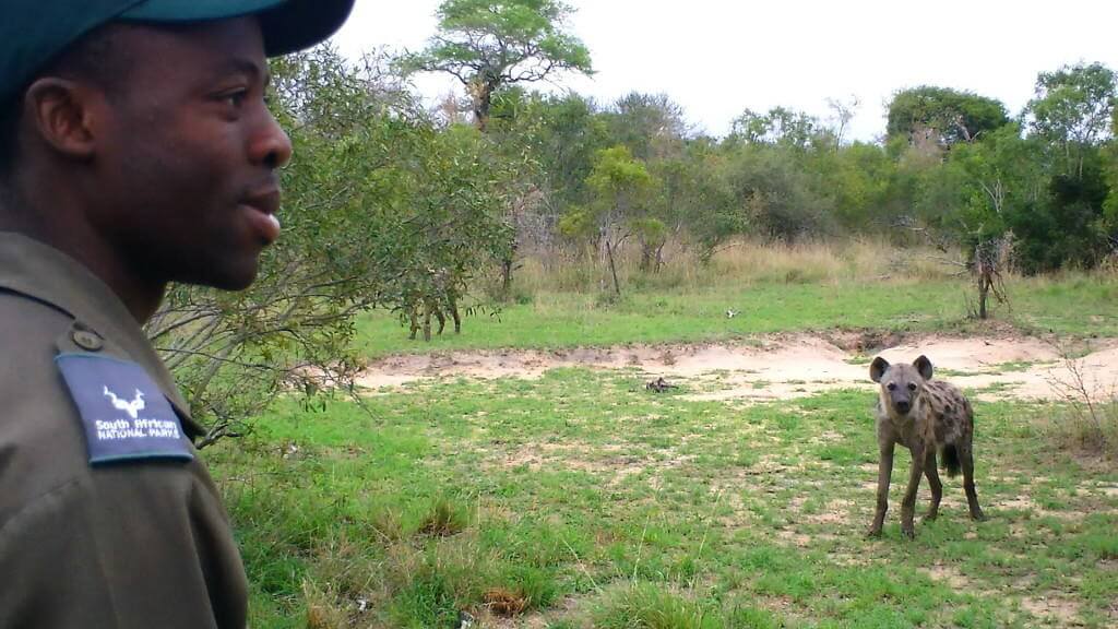 hyena on armed safari, kruger national park, south africa
