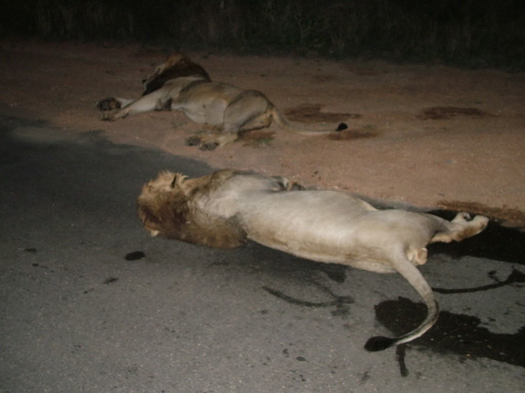 lions along road at kruger national park, south africa