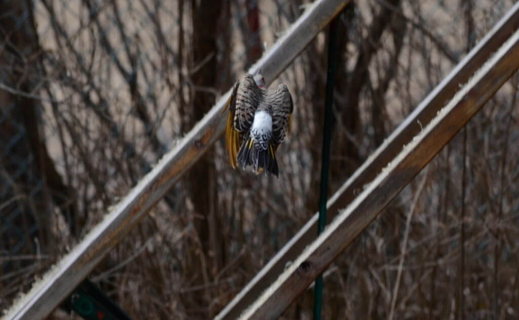 Image of a Northern flicker in flight near Algonquin Park, Ontario