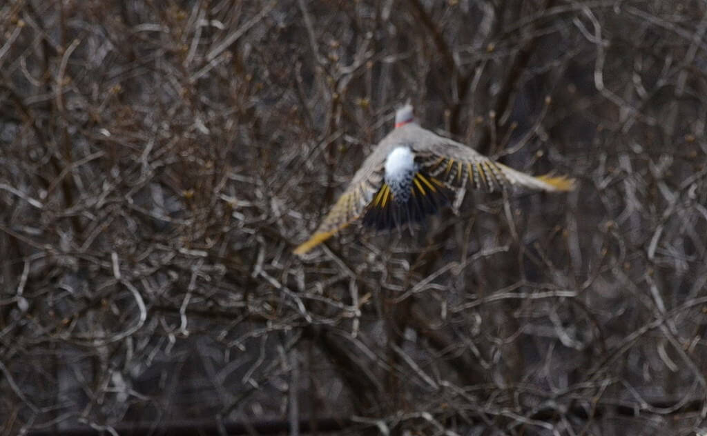 Image of a Northern flicker in flight to trees near Algonquin Park, Ontario