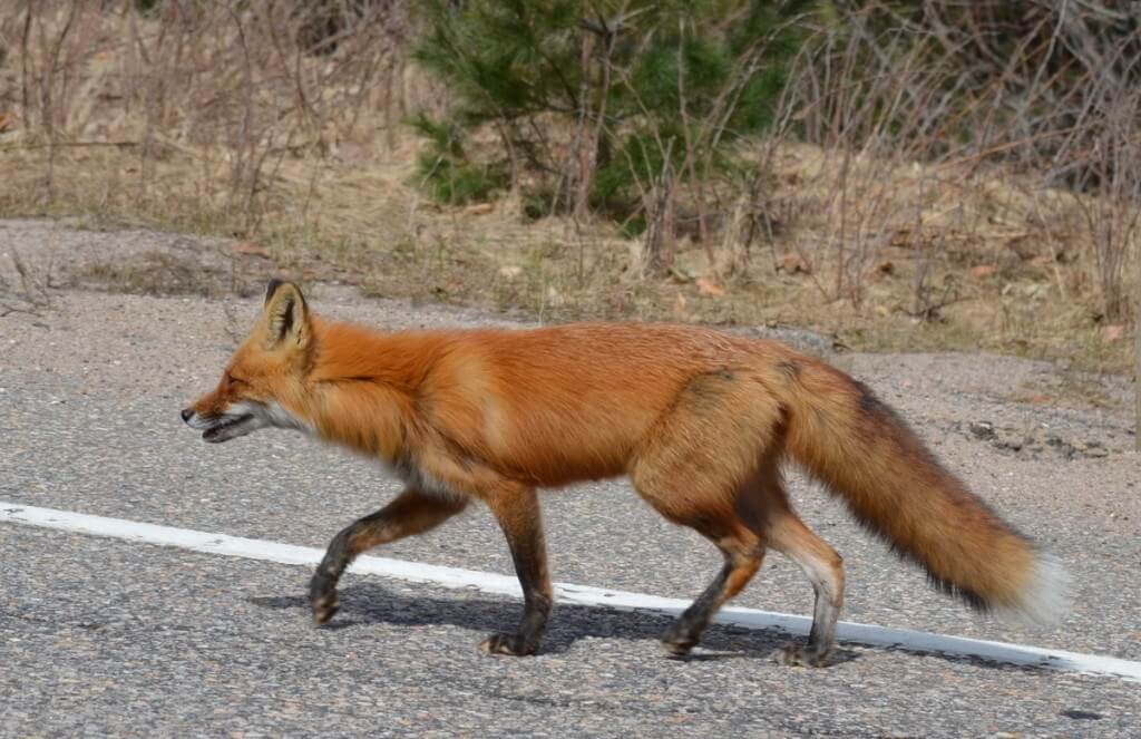 Image of a Red fox crossing hwy 60 near Mew Lake in Algonquin Park, Ontario.