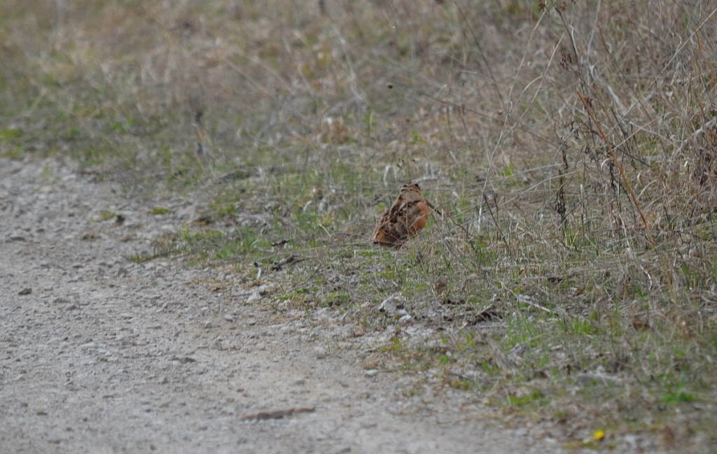 american woodcock, carden alvar, city of kawartha lakes, ontario