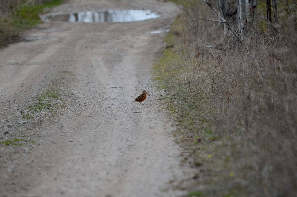 american woodcock, carden alvar, city of kawartha lakes, ontario