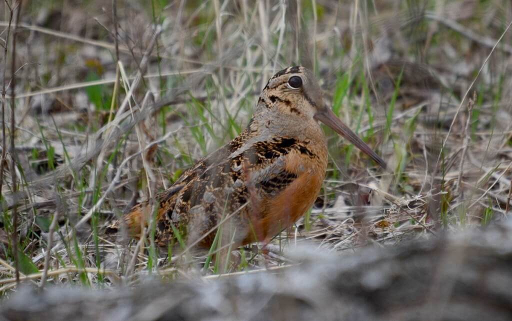 american woodcock, carden alvar, city of kawartha lakes