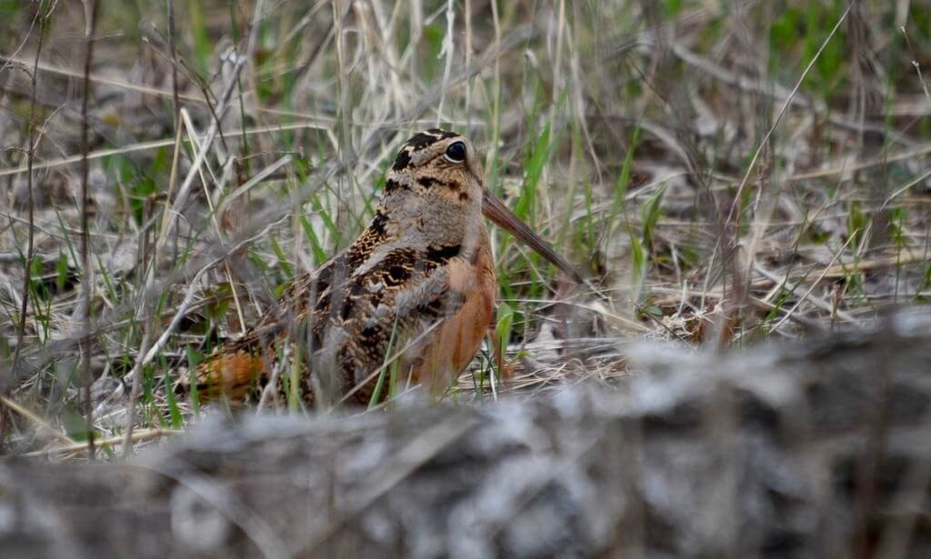 american woodcock, carden alvar, city of kawartha lakes, ontario