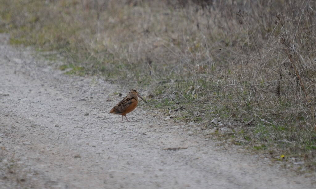 american woodcock, carden alvar, city of kawartha lakes, ontario