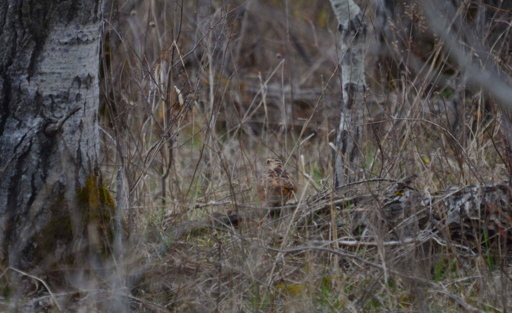 american woodcock in forest, carden alvar, city of kawartha lakes, ontario