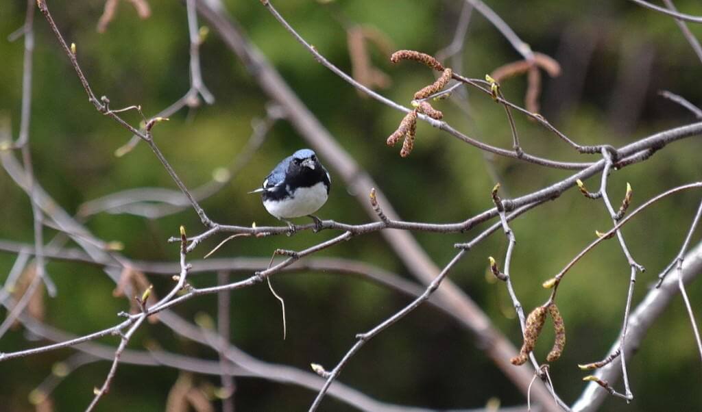 black-throated blue warbler, male, toronto, pic 2