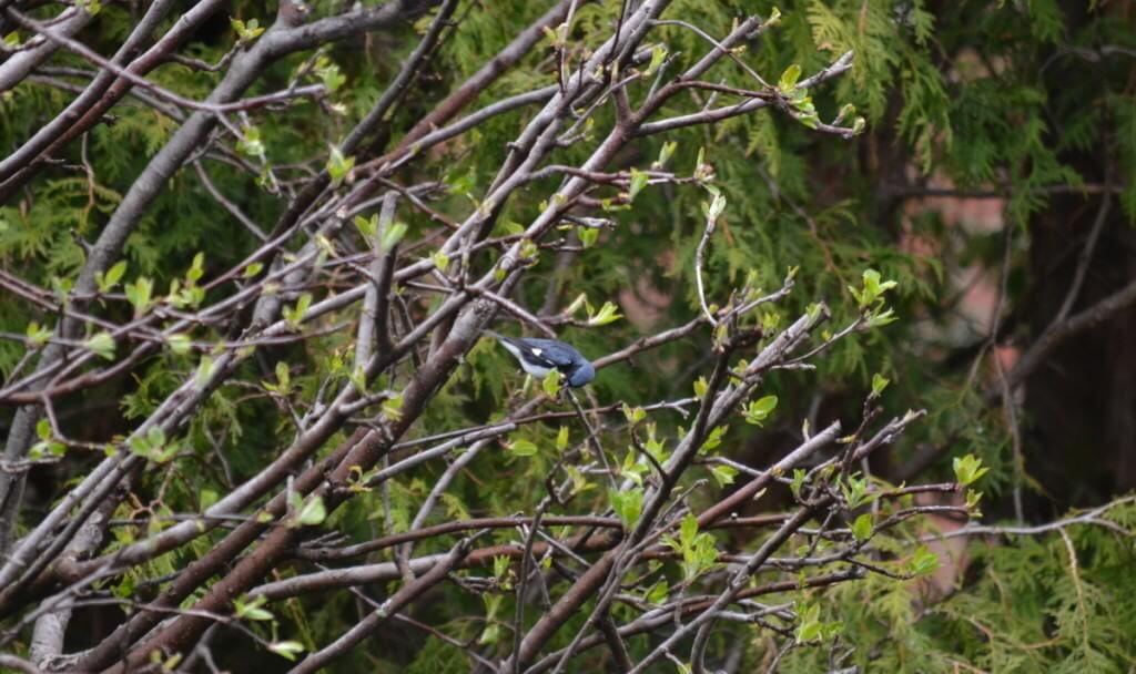 black-throated blue warbler, male, toronto, pic 5