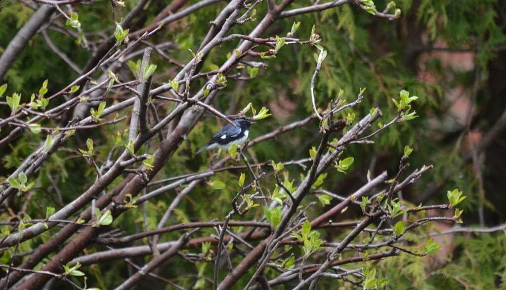 black-throated blue warbler, male, toronto, pic 6