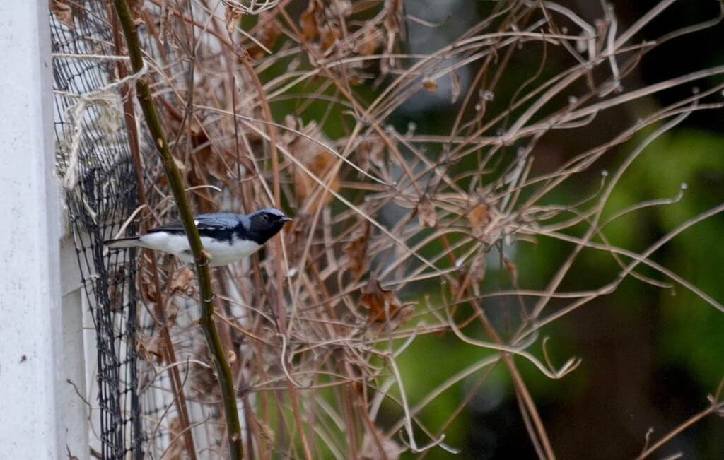 black-throated blue warbler, male, toronto, pic 8