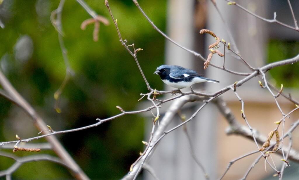 black-throated blue warbler, male, toronto, pic 9