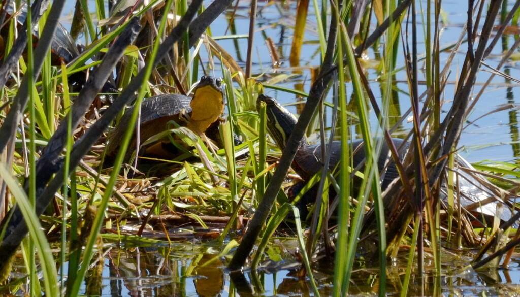 blandings turtle, carden alvar, city of kawartha lakes, ontario, pic 15