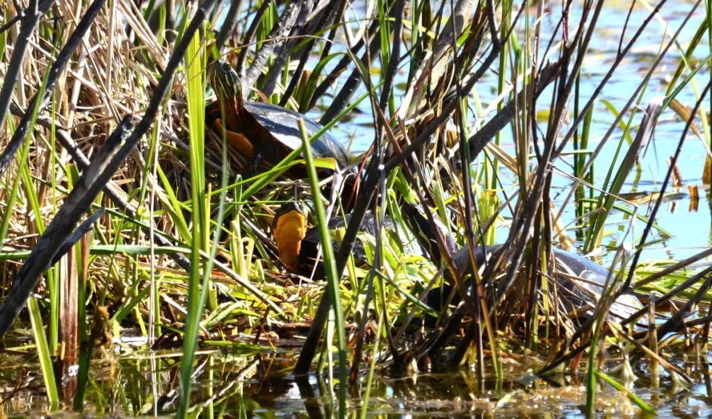 blandings turtle, carden alvar, city of kawartha lakes, ontario, pic 2