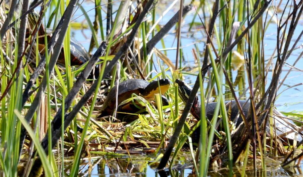 blandings turtle, carden alvar, city of kawartha lakes, ontario, pic 3