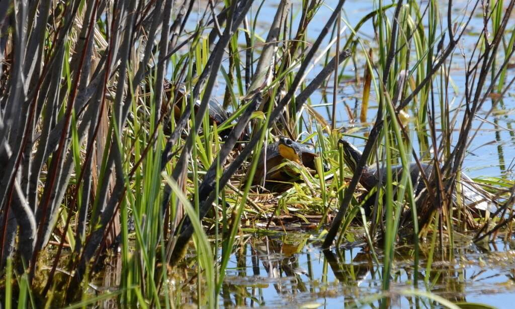 blandings turtle, carden alvar, city of kawartha lakes, ontario, pic 4
