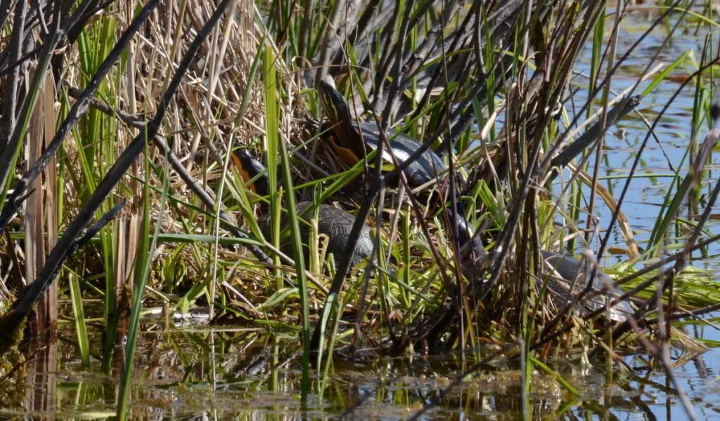 blandings turtle, carden alvar, city of kawartha lakes, ontario, pic 5