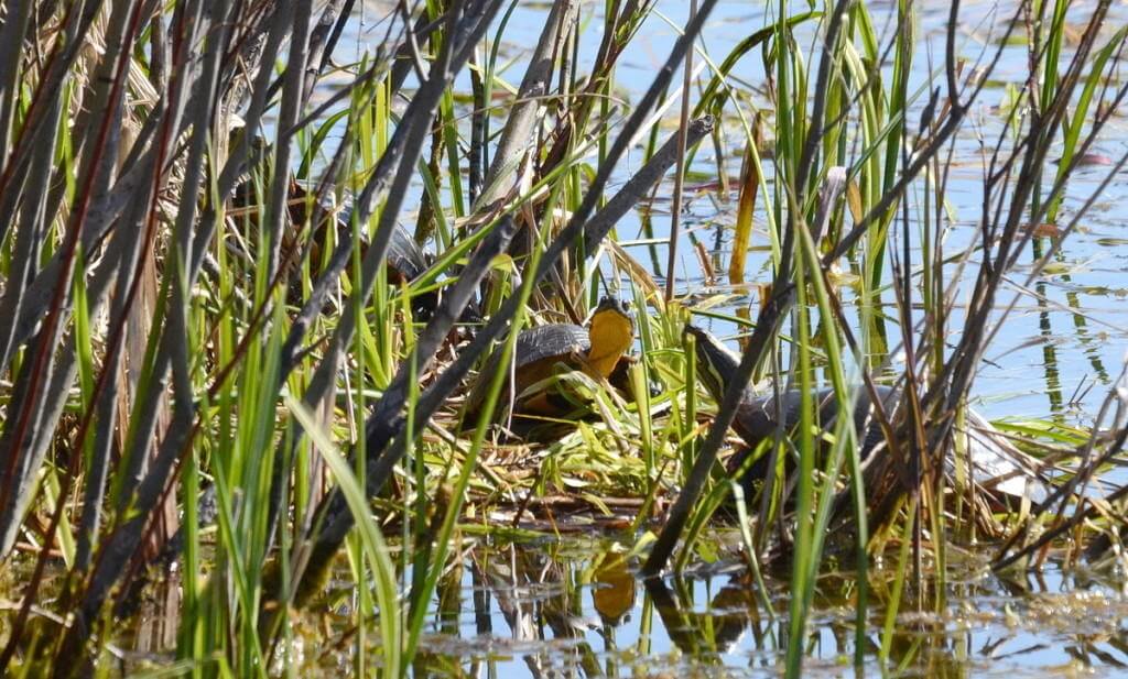 blandings turtle, carden alvar, city of kawartha lakes, ontario, pic1