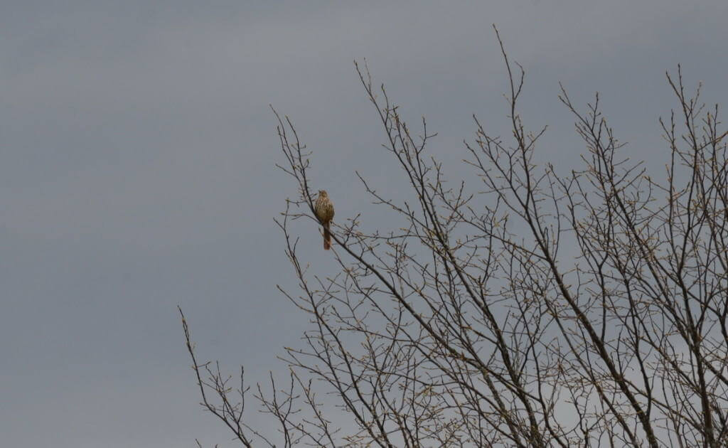 brown thrasher, carden alvar, city of kawartha lakes, ontario, pic 1