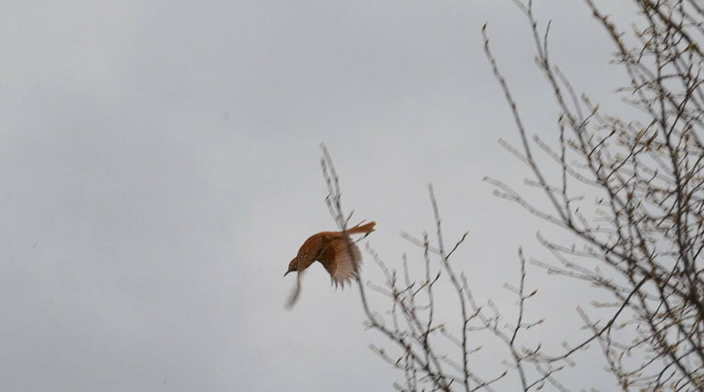 brown thrasher, carden alvar, city of kawartha lakes, ontario, pic 2