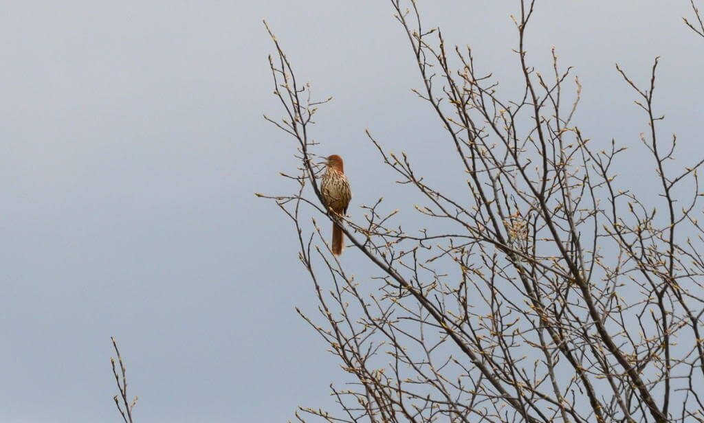 brown thrasher, carden alvar, city of kawartha lakes, ontario, pic 3