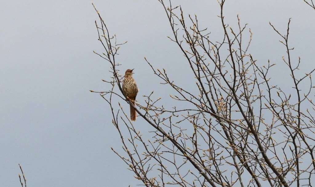 brown thrasher, carden alvar, city of kawartha lakes, ontario, pic 4