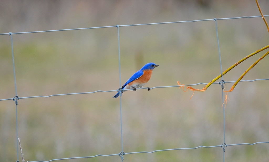 eastern bluebird, carden alvar, carden township, city of kawartha lakes, ontario