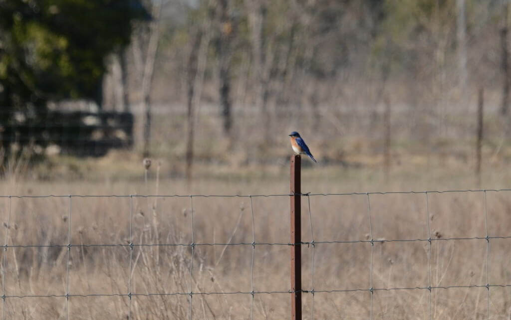 eastern bluebird, carden alvar, carden township, city of kawartha lakes, ontario, pic 2
