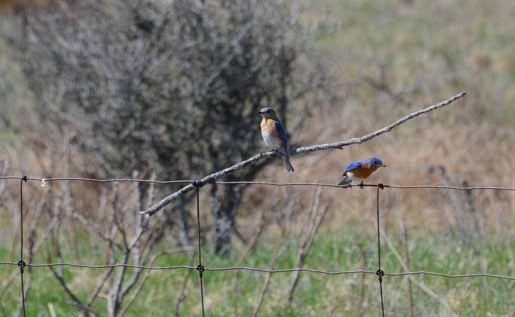 eastern bluebird, carden alvar, carden township, city of kawartha lakes, ontario, pic 3