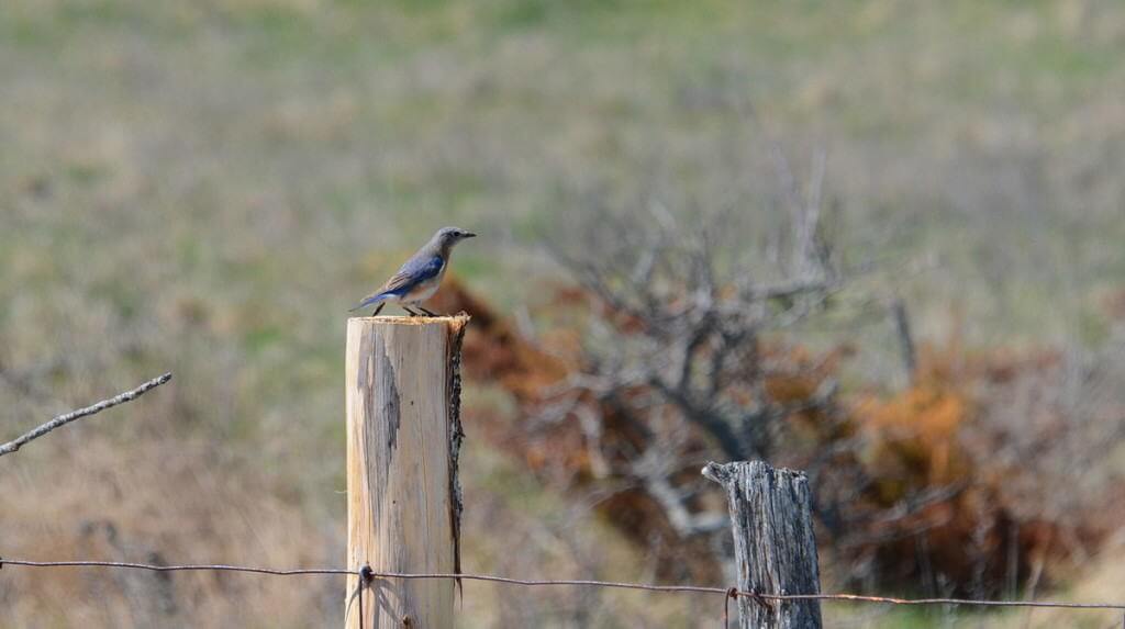 eastern bluebird, carden alvar, carden township, city of kawartha lakes, ontario, pic 4