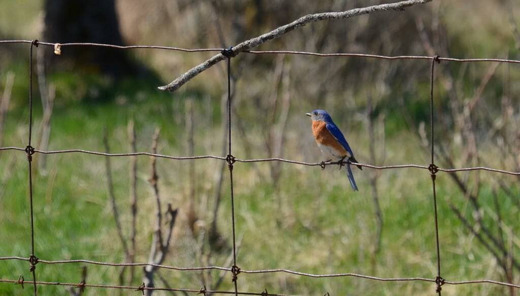 eastern bluebird, carden alvar, carden township, city of kawartha lakes, ontario, pic 6