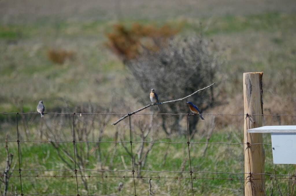 eastern bluebird, carden alvar, carden township, city of kawartha lakes, ontario, pic 7