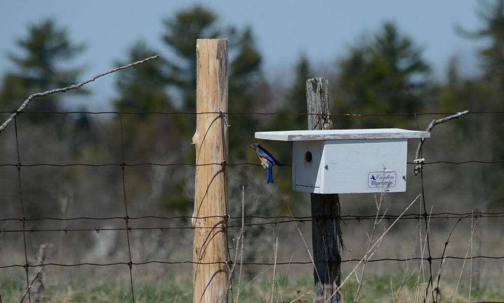 eastern bluebird, carden alvar, carden township, city of kawartha lakes, ontario, pic 8