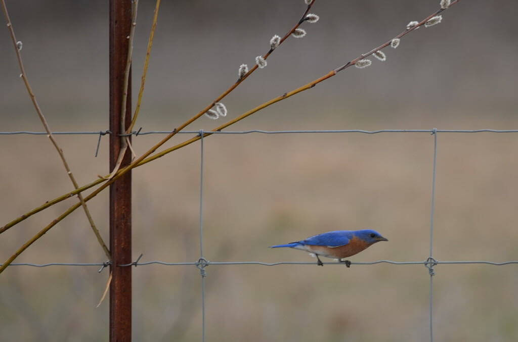 eastern bluebird, carden alvar, carden township, city of kawartha lakes, ontario, pic 9