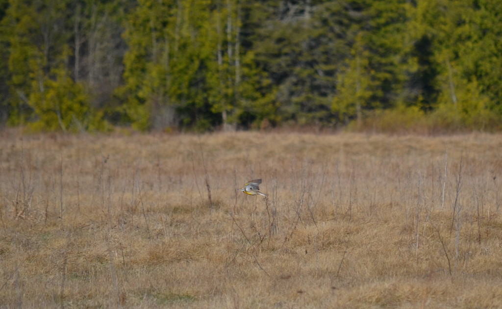 An image of an Eastern meadowlark in flight in the early spring at the Carden Alvar in Ontario