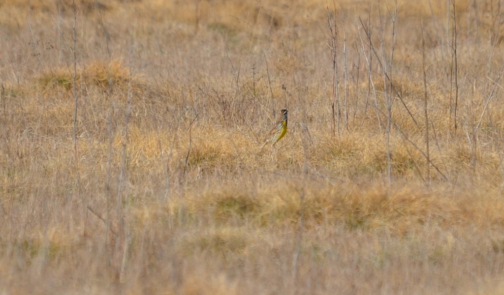 An image of an Eastern meadowlark sitting on the ground in the spring at the Carden Alvar, Carden Township, Ontario.
