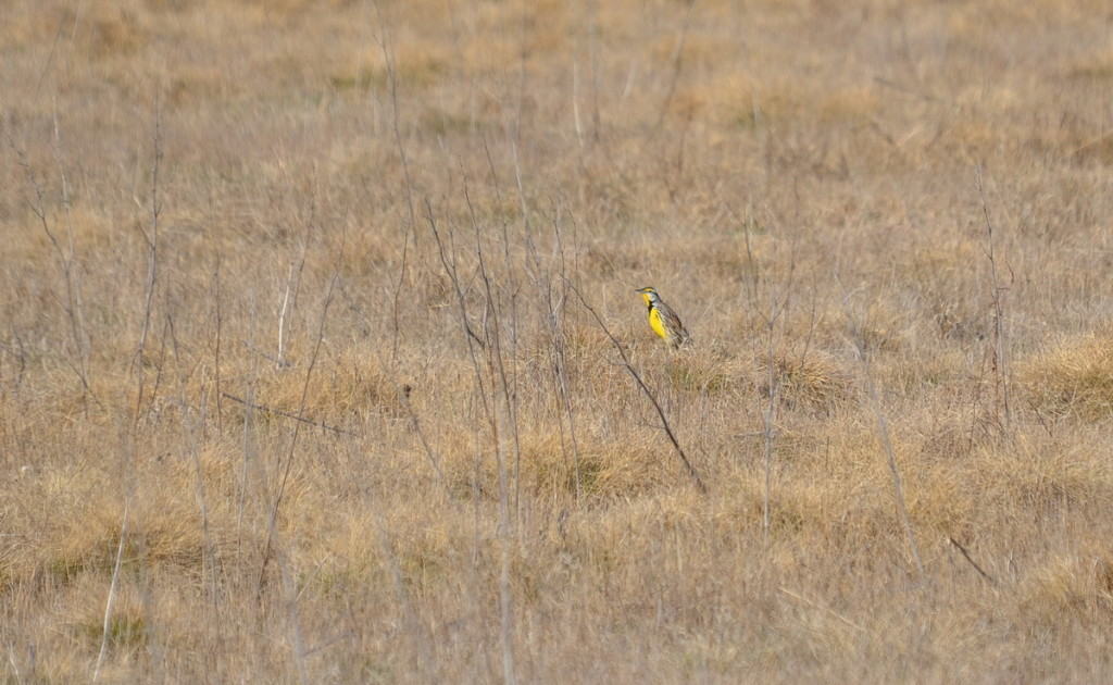 An image of an Eastern meadowlark sitting on the ground in the spring at the Carden Alvar, Ontario.