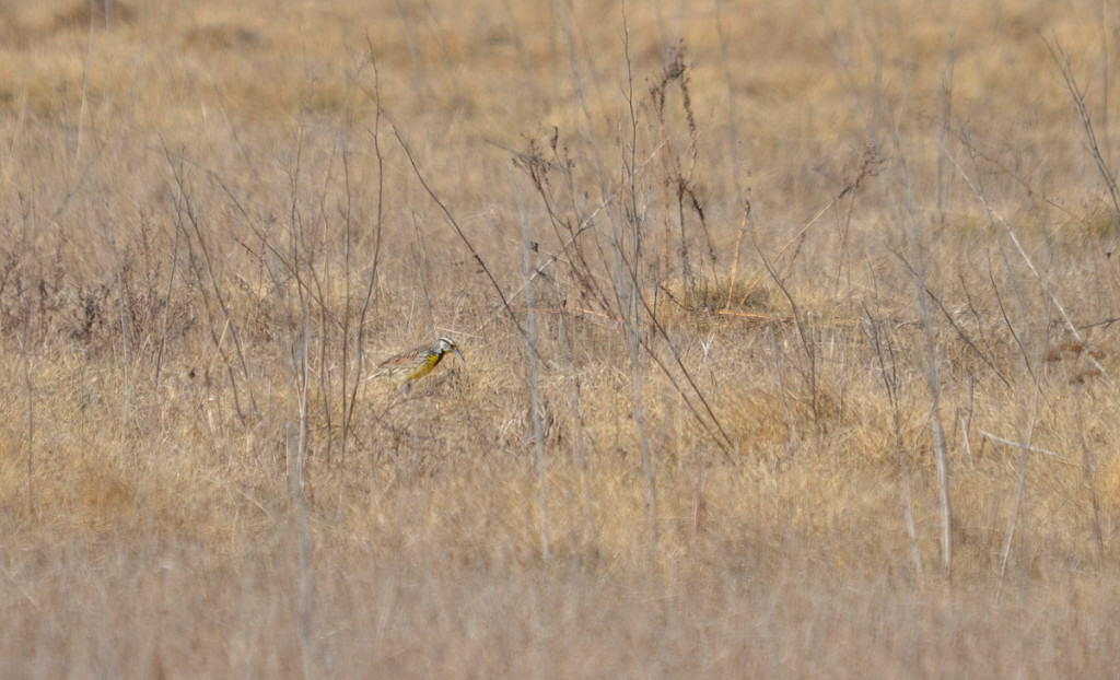 Eastern meadowlark sitting on the ground in the spring at the Carden Alvar, Ontario.