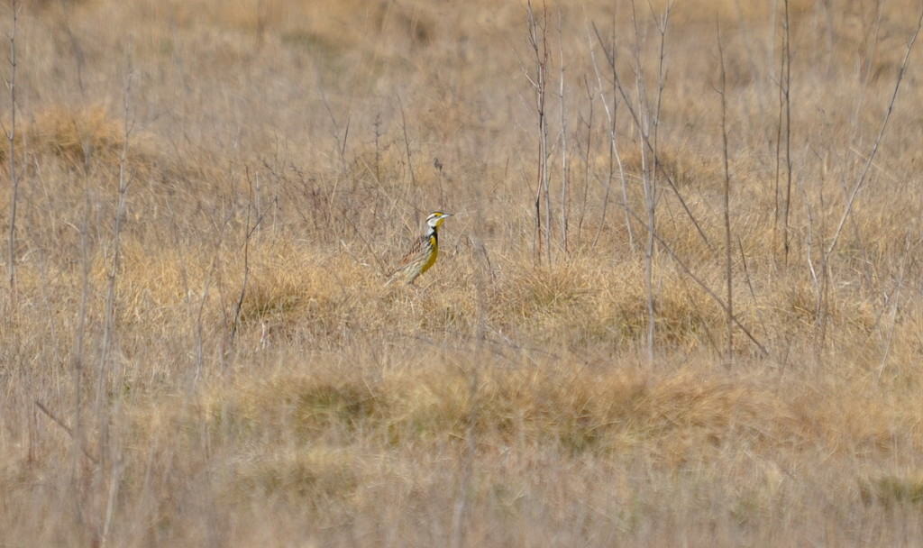 An image of an Eastern meadowlark in the spring at the Carden Alvar, Carden Township, Ontario.
