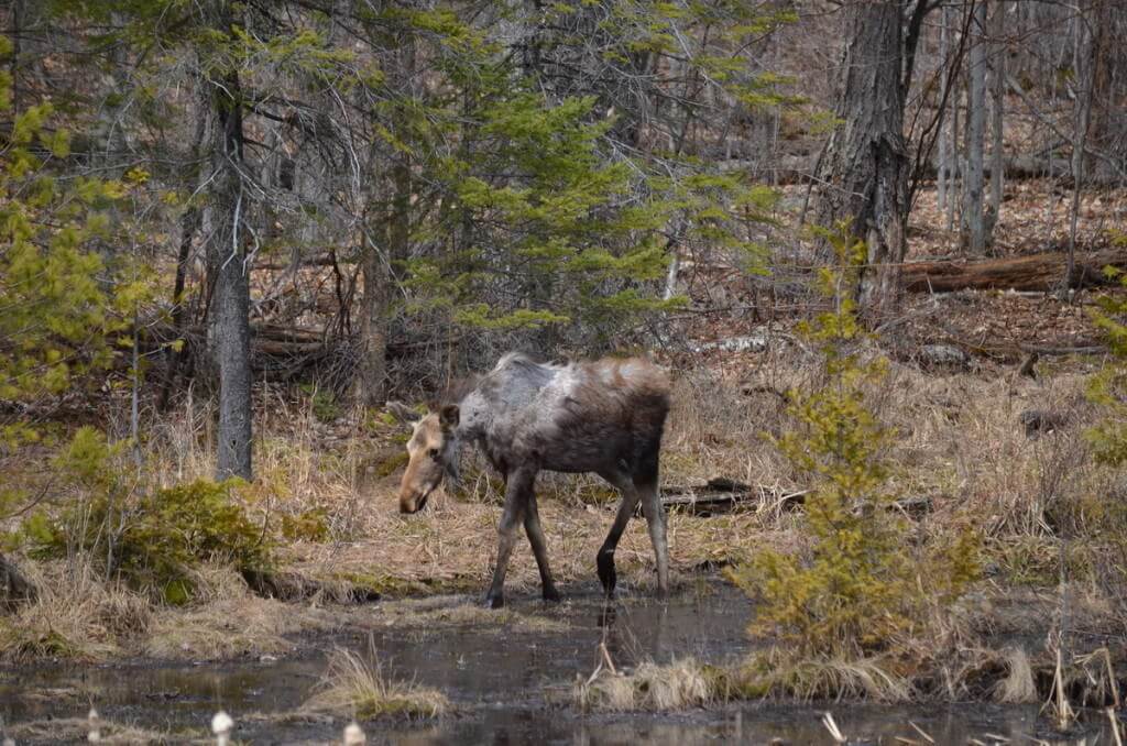 moose calf 1
