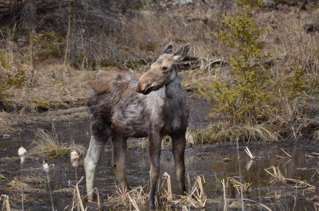 moose calf 2